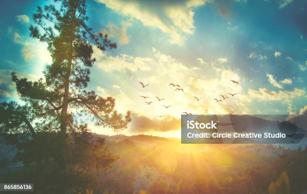 Beautiful Sunset Sky With Birds Stock Photo - Download Image Now - Bird, Nature, Flying