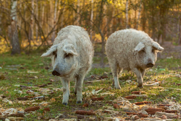 raça de suínos encaracolados - domestic pig agriculture farm animal - fotografias e filmes do acervo