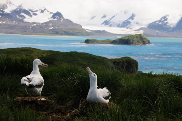 Wandering Albatross Couple The largest bird of the southern ocean, the magnificent giant wandering albatross nests at south Georgia. The oftentimes form dedicated couples. albatross stock pictures, royalty-free photos & images