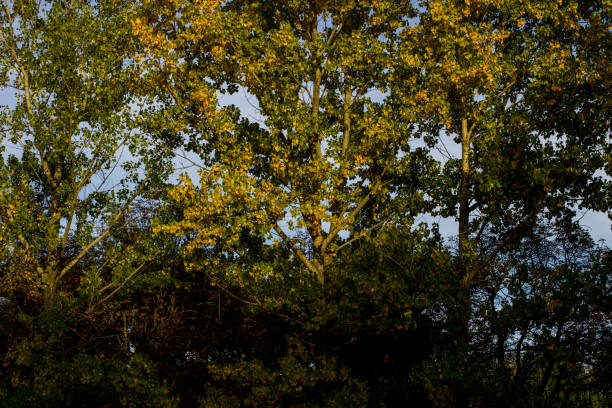 Autumn in the park, Borisova gradina, Sofia, Bulgaria