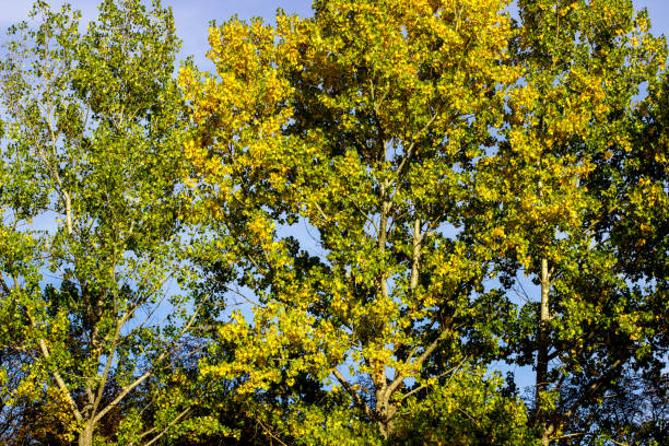 Autumn in the park, Borisova gradina, Sofia, Bulgaria