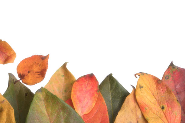 istock Creative layout of colorful autumn leaves. 865860012