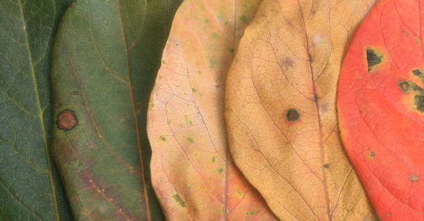 istock Creative layout of colorful autumn leaves. 865860014
