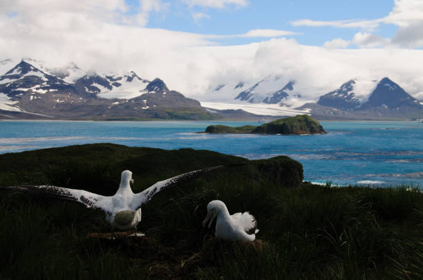 istock Wandering Albatross Couple raising wings. 865860064