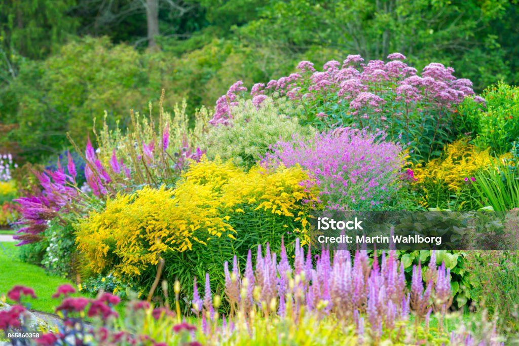 Flores rosas y amarillos en el jardín ornamental - Foto de stock de Jardín Botánico libre de derechos