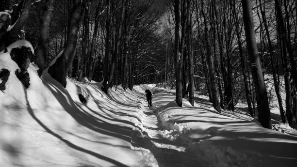 istock Hiking man in the woods during winter in snow. 865860598