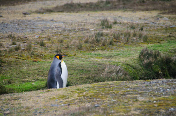 pinguins-rei em fortuna bay - south georgia falkland islands mode of transport nature - fotografias e filmes do acervo