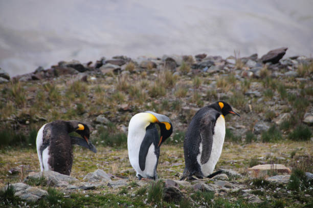 ritual de namoro de pinguins rei na baía de fortuna - south georgia falkland islands mode of transport nature - fotografias e filmes do acervo