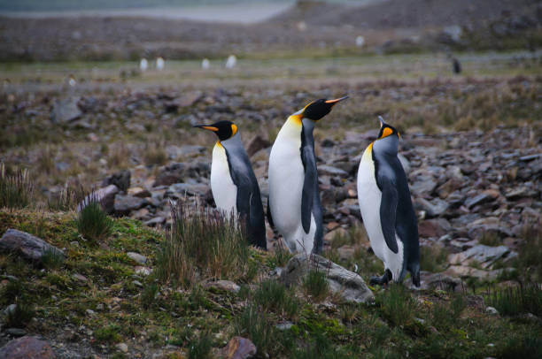 ritual de namoro de pinguins rei na baía de fortuna - south georgia falkland islands mode of transport nature - fotografias e filmes do acervo