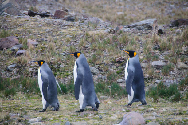 ritual de namoro de pinguins rei na baía de fortuna - south georgia falkland islands mode of transport nature - fotografias e filmes do acervo