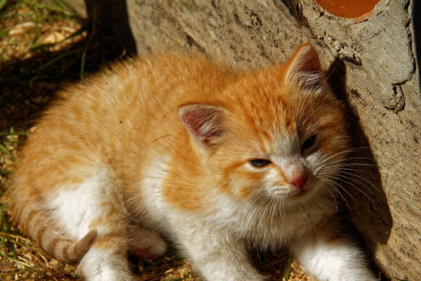 istock the little orange kitten about a rural house 865863686