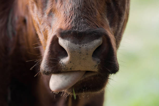 istock Head of a brown cow 865863812