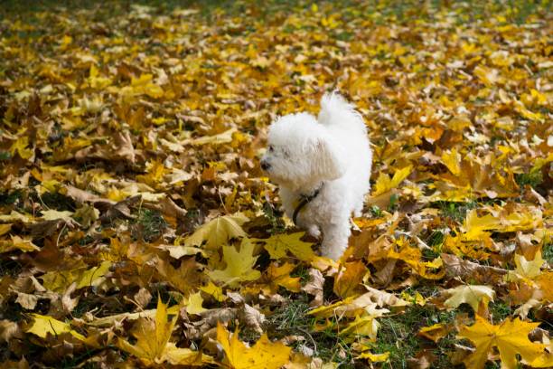 istock Cute bichon dog in the autumn leaves. 865863846