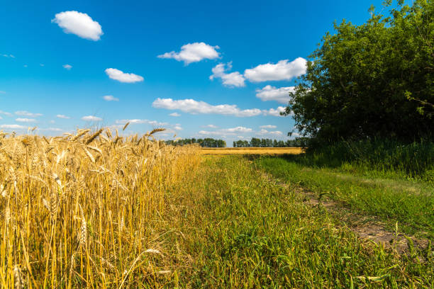 istock edge of a yellow wheat field on sunny day 865864084