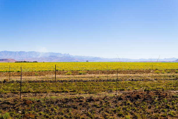 Landscape from South Africa along the road to Dragon's mountains. Drakensberg panorama.