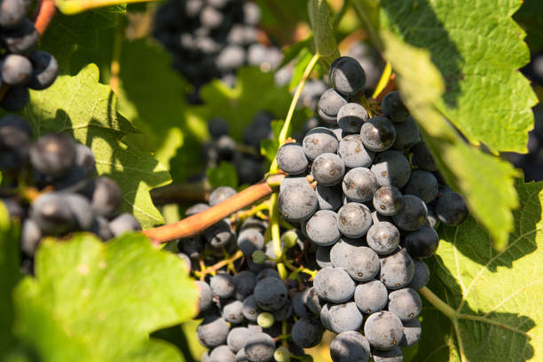 istock Red grapes in a vineyard on a sunny day. 865866972