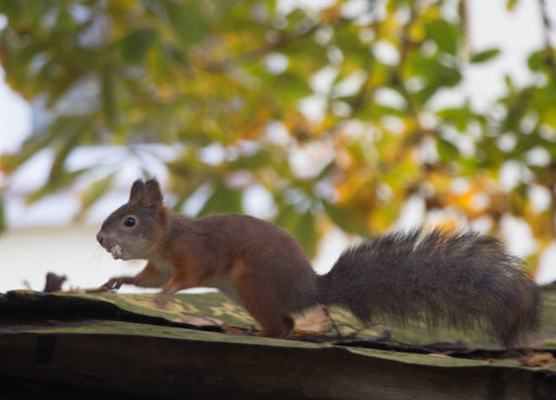 istock Squirrel on the tree eating nut in Tallinn, Estonia, europe 865867196