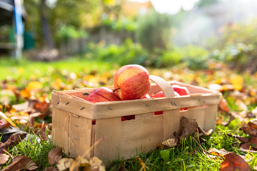 Apples at Harvest -  Apples in basket in garden