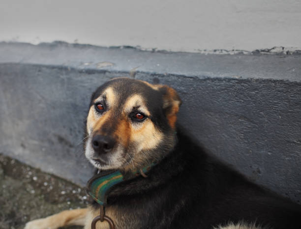 istock Sad eyes of a dog on a chain 865868164