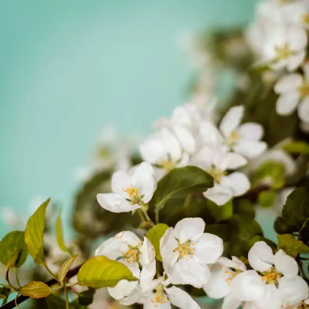 Soft focus composition photography of fresh spring white flowers.