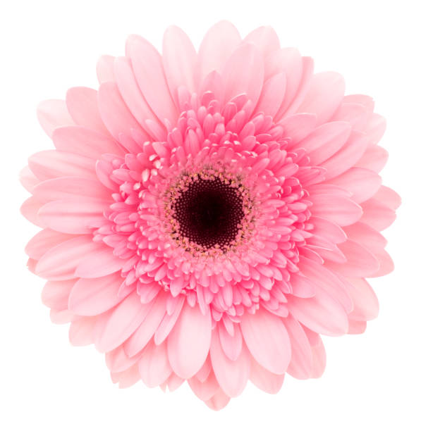 gerbera aislado en blanco. enfoque profundo. sin polvo. sin polen. - daisy white single flower isolated fotografías e imágenes de stock