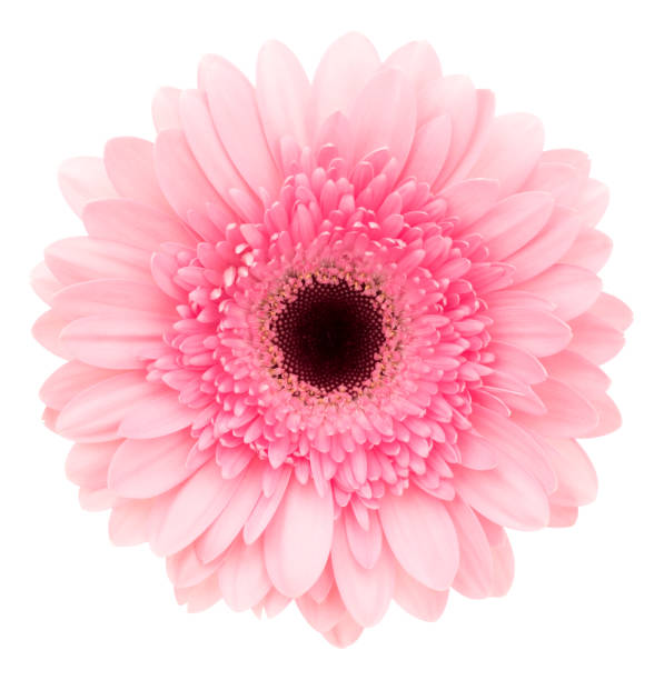 Gerbera isolated on white. Deep Focus. No dust. No pollen. Pink gerbera isolated on white background. gerbera daisy stock pictures, royalty-free photos & images