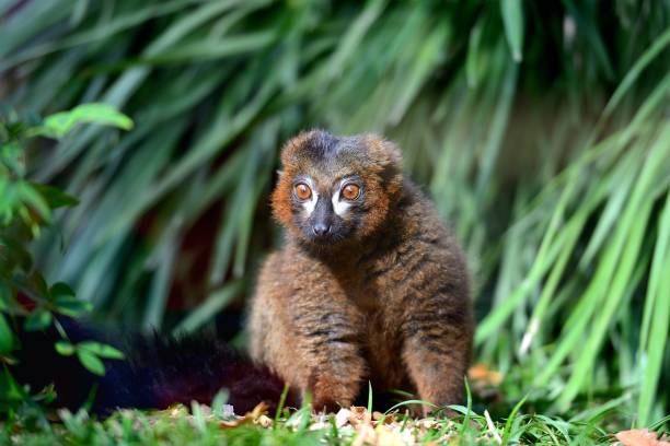 istock Rare animal-Red-bellied lemur 865874492