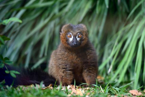 istock Rare animal-Red-bellied lemur 865874502
