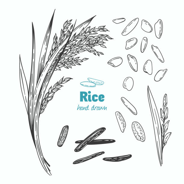 米ベクトル手描きイラスト - brown rice rice healthy eating organic点のイラスト素材／クリップアート素材／マンガ素材／アイコン素材