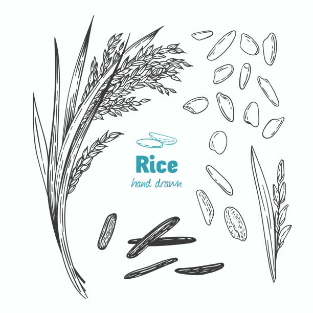 Rice vector hand drawn illustration Detailed hand drawn vector black and white illustration of rice seeds and straw rice food staple stock illustrations