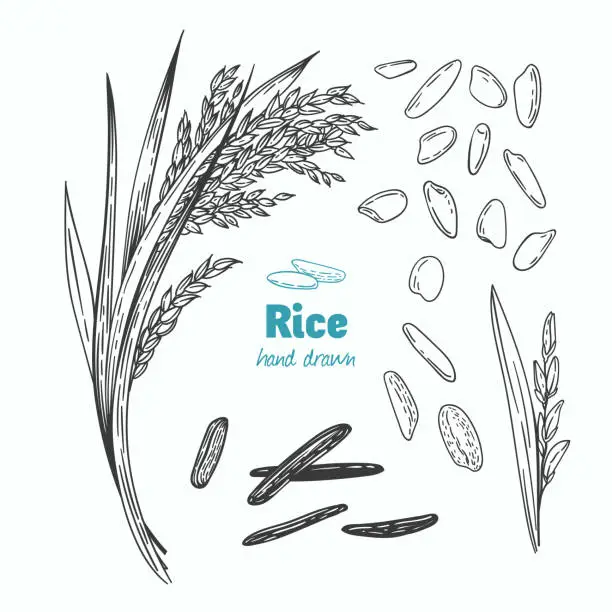 Vector illustration of Rice vector hand drawn illustration