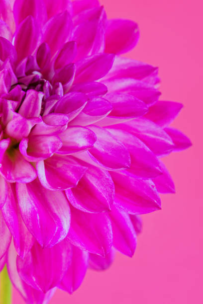istock Macro image of the flower dahlia on pink background 865875988