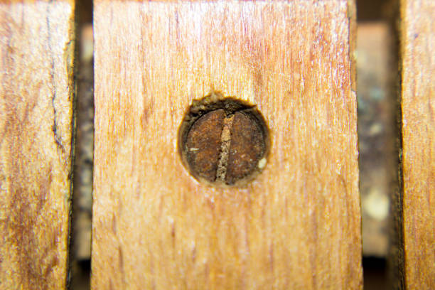 Metal screw in wooden material