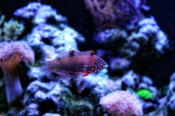 istock Leopard wrasse in reef aquarium tank 865880670