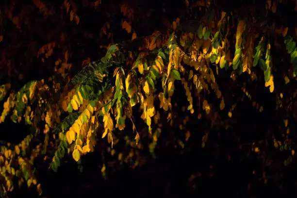 Photo of Sofia's autumn in rain and in dark