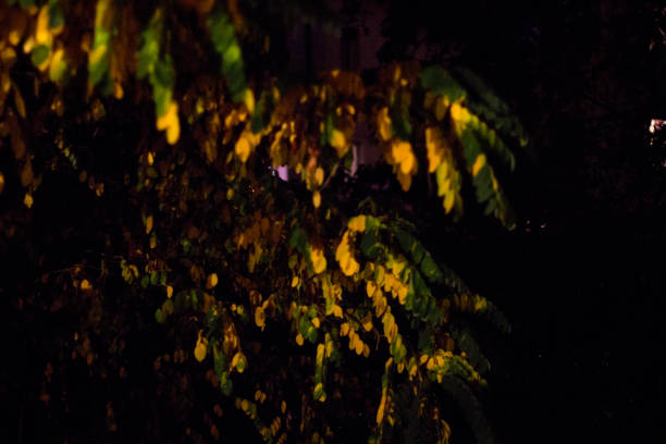 istock Sofia's autumn in rain and in dark 865880950