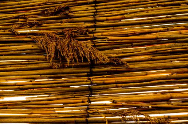 Photo of Dried hanged corn