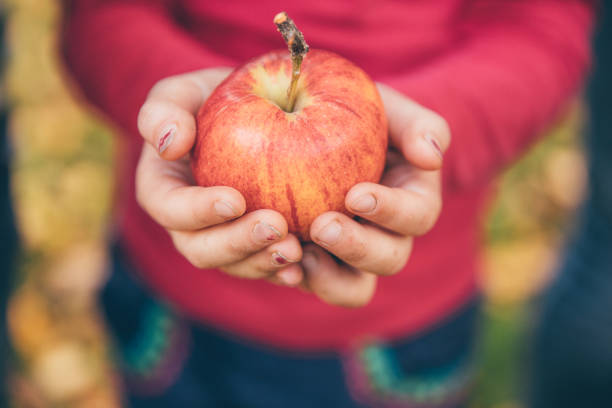 Girl in an orchard holding a red apple
