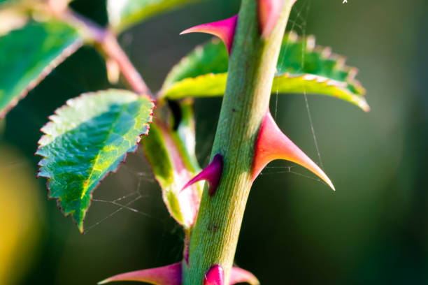 épines pointus d’un coup sauvage de rose, gros plan - épine caractéristiques de la végétation photos et images de collection