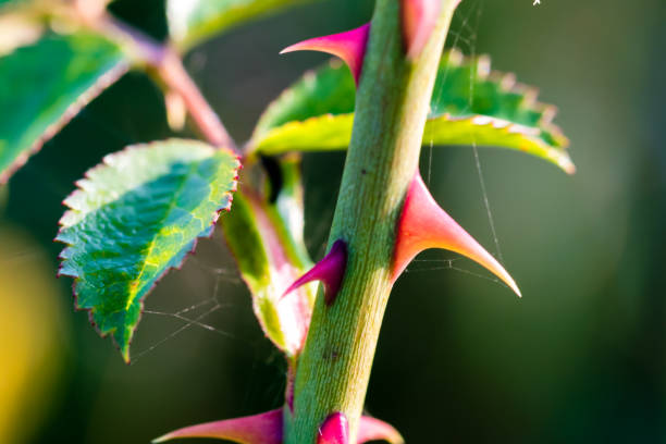 spine affilate di una rosa selvatica, primo primo tempo - spinoso foto e immagini stock