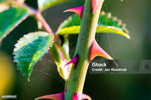 Sharp Thorns Of A Wild Rose Closeup Shot Stock Photo - Download Image Now - Thorn, Thorn Bush, Rose - Flower