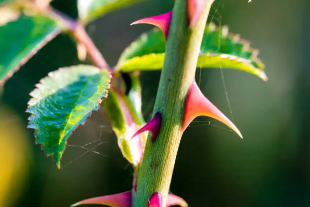 Sharp thorns of a wild rose, close-up shot.