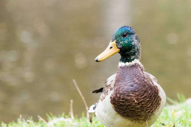 istock Beautiful duck (male) sitting on shoreline of a pond 865889476