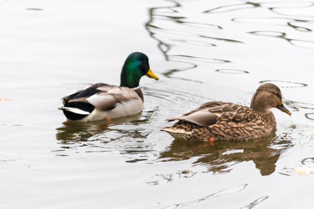 istock Pair of ducks swimming on a water 865889504