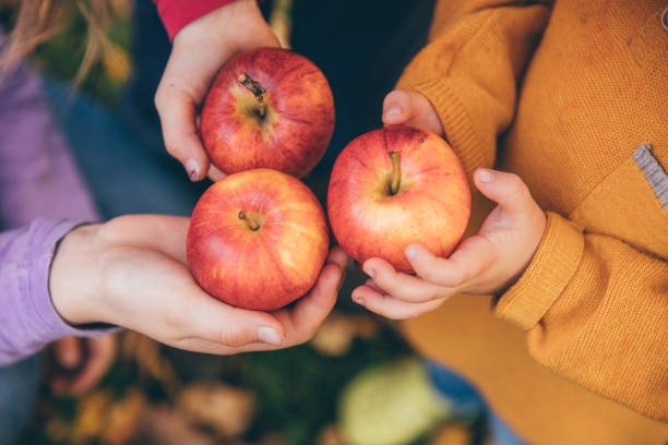 赤いリンゴを保持している果樹園の子供たち - apple orchard child apple fruit ストックフォトと画像