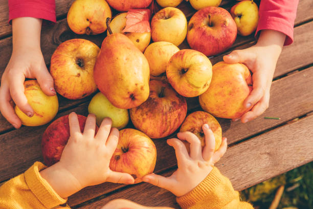 リンゴと梨を収集果樹園の子供たち - apple orchard child apple fruit ストックフォトと画像