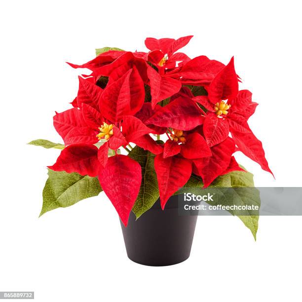 Christmas Flower Poinsettia Stock Photo - Download Image Now - Poinsettia, Cut Out, Photography