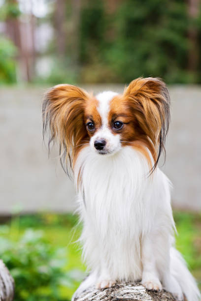 istock Portrait of a papillon dog 865889788