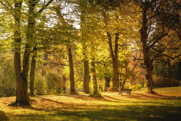 Beautiful Autumnal park