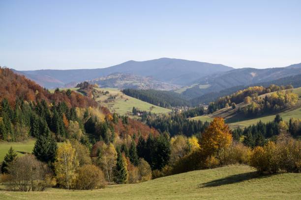 istock Colorful autumn leaves on the trees in nature. 865890430